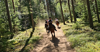 Bild på islandshästar som rids av ryttare i skogen