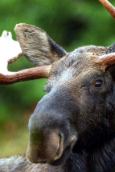 Älg